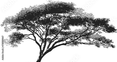 Acacia tree sketch hand drawn silhouette with spreading branches and fine foliage — stock vector