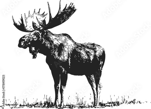 Moose sketch hand drawn standing on grass detailed black and white illustration — stock vector
