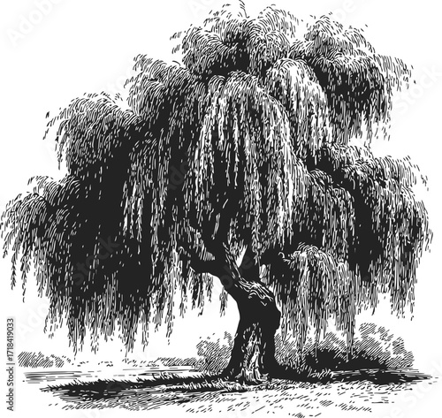 Weeping willow tree sketch hand drawn with detailed cascading branches and textured foliage — stock vector