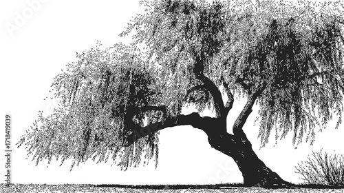 Weeping willow tree sketch hand drawn with drooping branches and textured foliage — stock vector