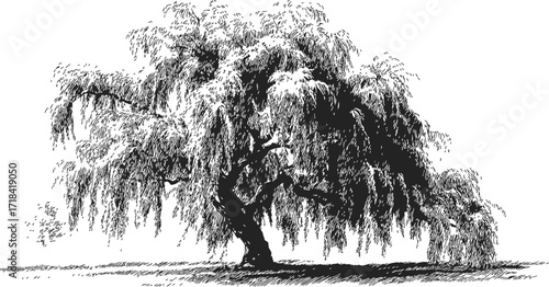 Weeping willow tree sketch, hand drawn style, detailed foliage and branches — stock vector