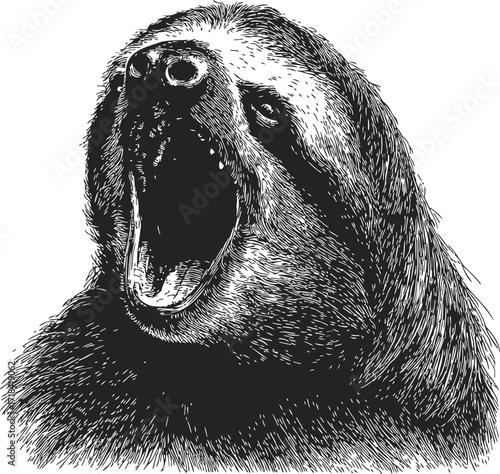Sloth head sketch, hand drawn, yawning mouth open, detailed fur texture — stock vector