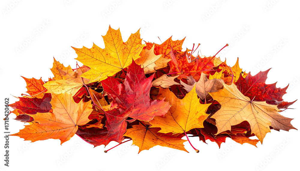 Fototapeta premium Pile of vibrant autumn leaves