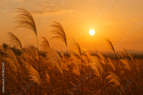 夕日に輝くススキの草原：秋風を感じる瞬間
Field of Silver Grass at Sunset: Swaying in the Autumn Breeze