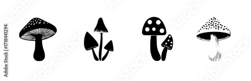 Set of four vectors of various mushrooms