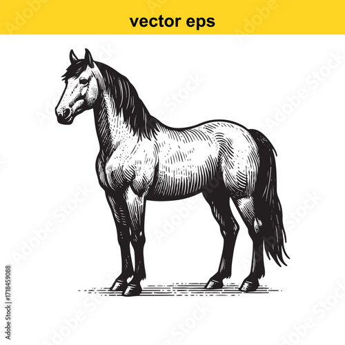 Vector art of standing horse in vintage engraving style