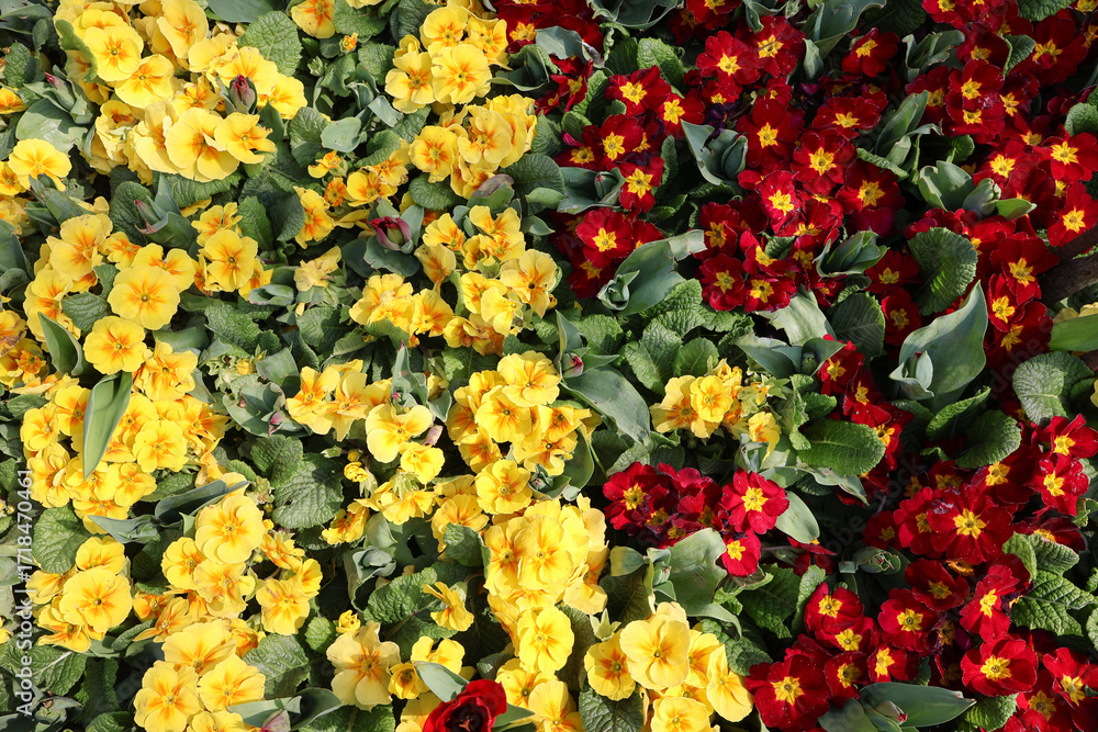 Obraz premium Yellow and red flower