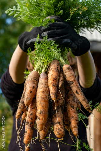 A bunch of young carrots with green tops in their hands.