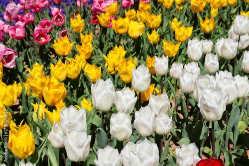 White and yellow tulips 