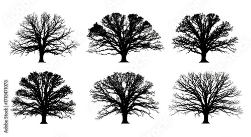 Six silhouettes of deciduous trees with intricate branch patterns against a white background