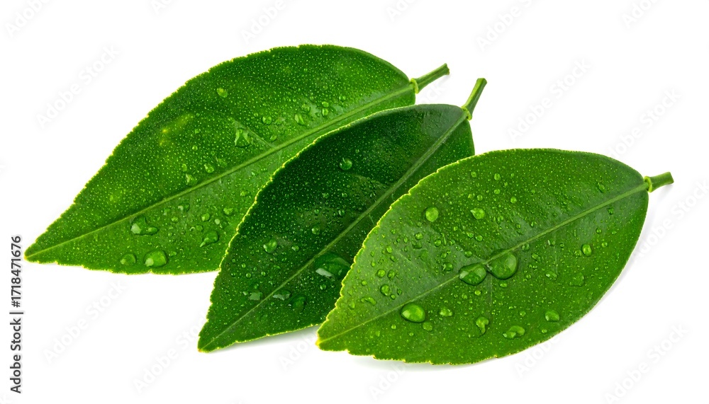 Fototapeta premium Fresh citrus leaves