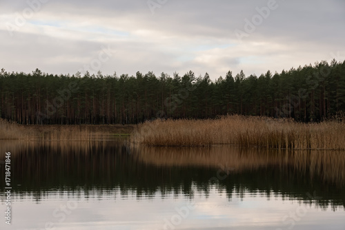 Tranquil autumn lake with perfect reflection of a dark pine forest and dried reeds. Calm, symmetrical nature landscape near Narva, Estonia.