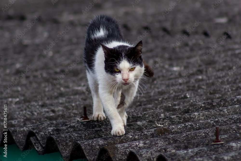 Fototapeta premium Two cats on the roof of a house