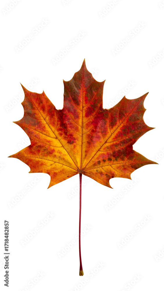 Obraz premium Autumn Leaf isolated on white with crisp sharp edges, natural foliage object for background or decoration, vibrant red yellow green fallen seasonal leaves, template for paper card banner or graphic