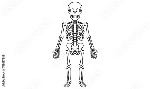 Simple skeleton coloring page for educational and creative fun activities