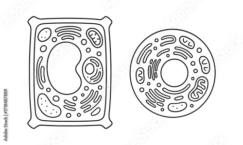 Detailed diagram of plant and animal cells for educational use in biology studies and classroom materials