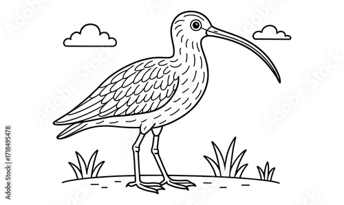 Curlew bird coloring page for kids and adults – nature-inspired creative activity sheet