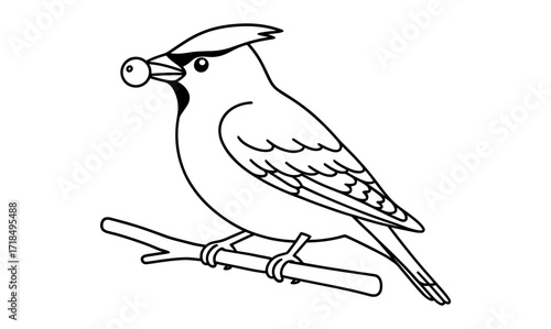 Waxwing with berry on branch - minimalistic bird illustration for nature themed designs