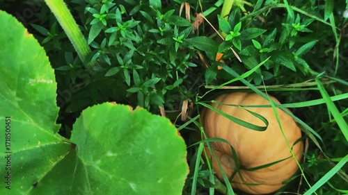 An orange pumpkin with large leaves grows in a garden bed in the rays of the sun, cinematic shoot, close-up shot