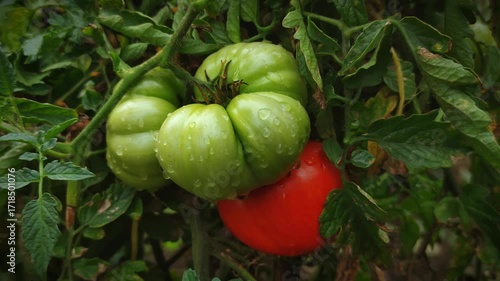 Green tomatoes next to ripe red ones growing on a branch in the rays of the dawn sun, cinematic shot, close-up