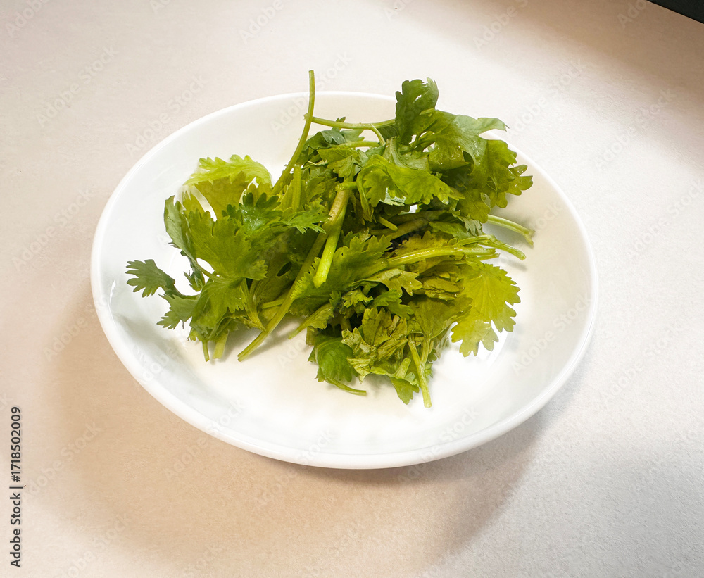 Fototapeta premium cilantro