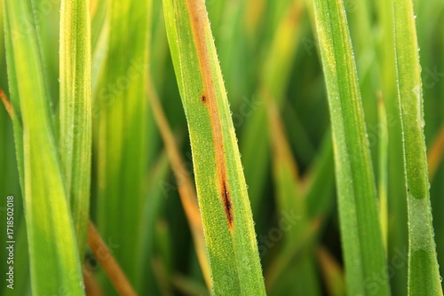Rice leaves are infected by a fungus, causing them to turn brown 