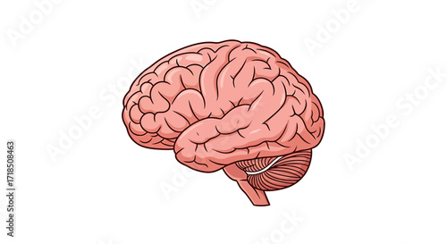 Illustration Vector SVG Design of Human Brain Anatomy with Detailed Line Art in Pink