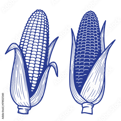 Hand drawn illustration of two ripe corn cobs with detailed leaves and kernels in indigo color