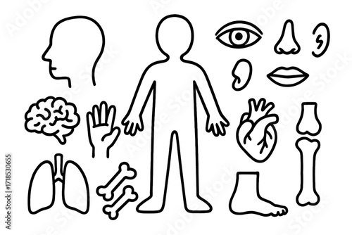 Anatomy Doodle Art. Hand-drawn doodle illustration Human body silhouette head, arms, legs, torso, eyes, nose, mouth, ear, hand, foot, heart, lungs, brain,