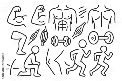 Muscle Anatomy Doodle. Hand-drawn doodle illustration muscular system arm muscle, leg muscle, chest muscle, back muscle, bicep icon, flexing arm, torso lines,