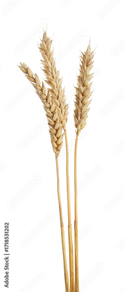 Fototapeta premium Many dried wheat ears isolated on white, top view