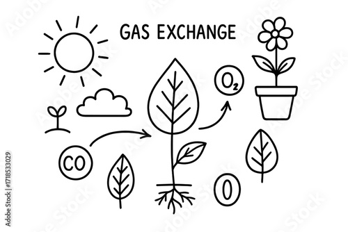 Leaf Gas Exchange Diagram. Gas exchange. Hand-drawn doodle illustration gas exchange leaf, oxygen bubble, carbon dioxide bubble, arrows, plant, roots, stomata