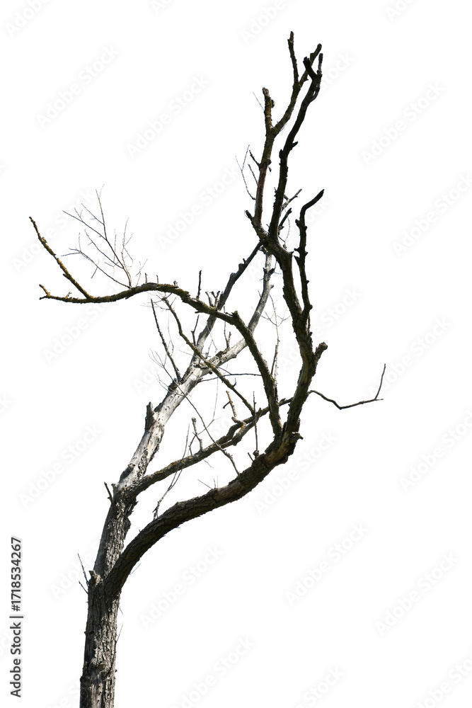 Obraz premium Tree branch without leaves isolated on white