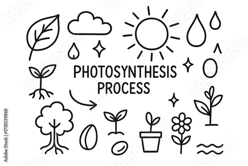 Photosynthesis Doodles. Hand-drawn doodle illustration Photosynthesis Process [leaf, sun, droplet, cloud, arrow, sparkle, star, root, tree, sprout, plant in