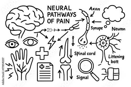 Neural Pathways Doodle. Hand-drawn doodle illustration neural pathways of pain brain outline, nerve axon, synapse dots, spinal cord, signal arrows, neuron
