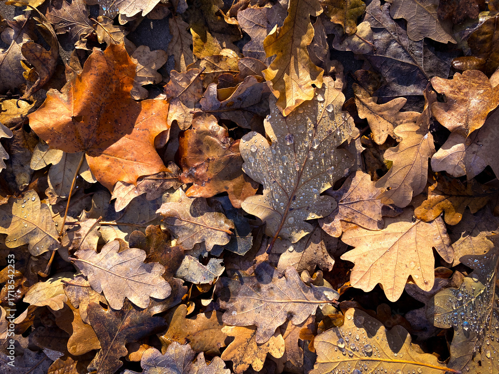 Obraz premium Fallen Oak Leaves with Raindrops – Autumn Background