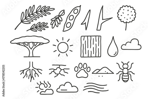 Acacia Tree Elements. Hand-drawn doodle illustration Acacia tree branch, leaf cluster, seed pod, thorn, flower bloom, bark texture, sap droplet, root system,