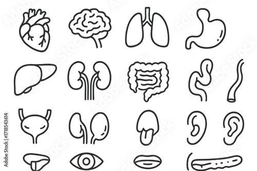 Internal Organs Doodle. Hand-drawn doodle illustration Internal organs heart, brain, lungs, stomach, liver, kidneys, intestines, pancreas, bladder,