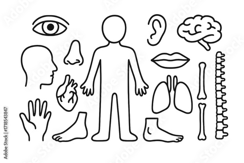 Anatomy Doodle Art. Hand-drawn doodle illustration Human body silhouette head, arms, legs, torso, eyes, nose, mouth, ear, hand, foot, heart, lungs, brain,