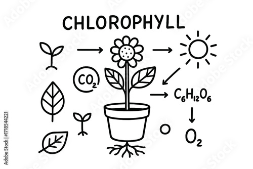 Chlorophyll Process Doodle. Chlorophyll. Hand-drawn doodle illustration chlorophyll leaf, plant, green pigment symbol, sun, arrows, glucose symbol, oxygen