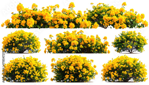 Rows of vibrant yellow flowers in dense, leafy bushes