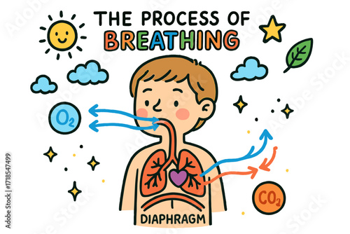 Breathing Process Illustration. Colorful Hand-drawn doodle Children illustration The Process of Breathing in Humans lungs, nose, mouth, diaphragm, ribcage, air