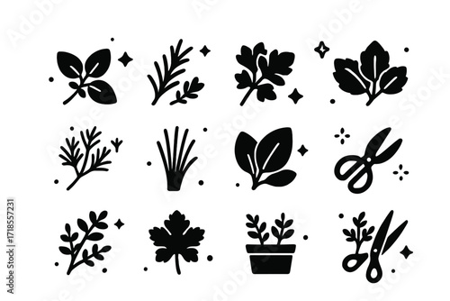 Culinary Herb Icons. Culinary Plants. Solid icons set of culinary plants: basil sprig, rosemary twig, parsley leaf, oregano sprig, dill branch, chives, mint
