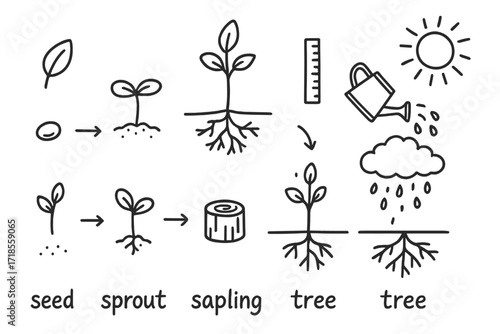 Tree Growth Doodle. Hand-drawn doodle illustration [Tree growth stages] [seed, sprout, sapling, tree, leaf, sun, rain cloud, roots, cross-section, trunk, small