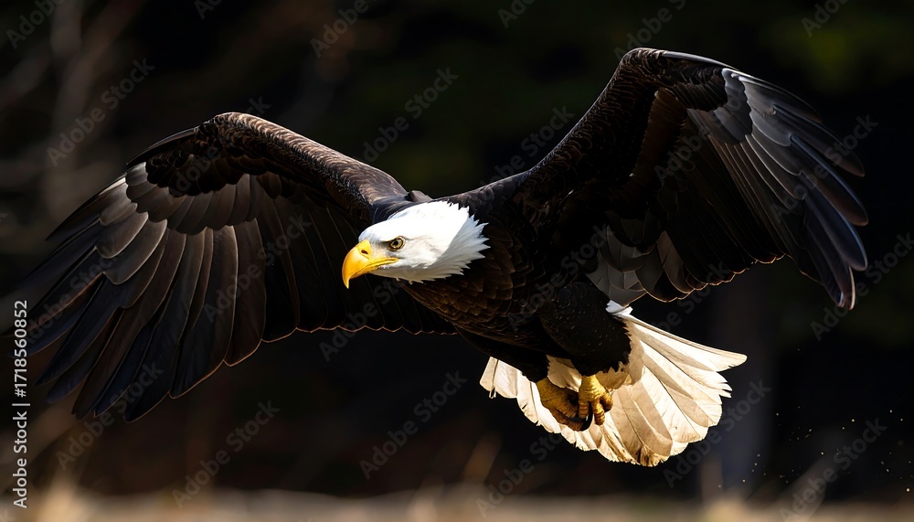 Obraz premium Bald eagle in flight