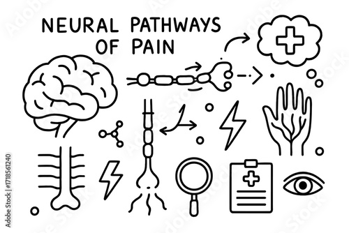 Neural Pathways Doodle. Hand-drawn doodle illustration neural pathways of pain brain outline, nerve axon, synapse dots, spinal cord, signal arrows, neuron