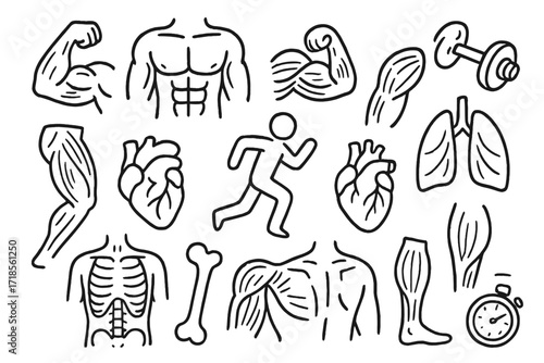 Muscular System Sketch. Hand-drawn doodle illustration Muscular system flexed arm, chest, abs, bicep, leg muscle, dumbbell, running figure, heart, lungs,