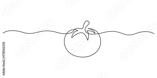 Tomato continuous one line drawing. Minimalist single line drawing of a fresh tomato vector illustration