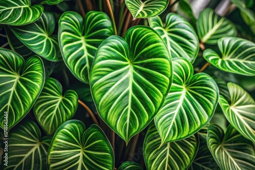 Vibrant Green Foliage with Striking Veins A Close-Up Study of Lush Heart-Shaped Leaves