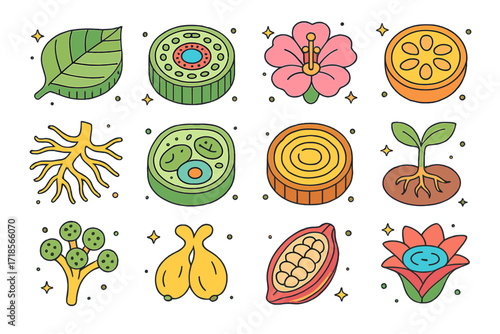 Rainforest Plant Icons. Colorful isometric vector icons set of rainforest plant cross-sections: leaf structure, stem vascular bundle, flower interior, fruit